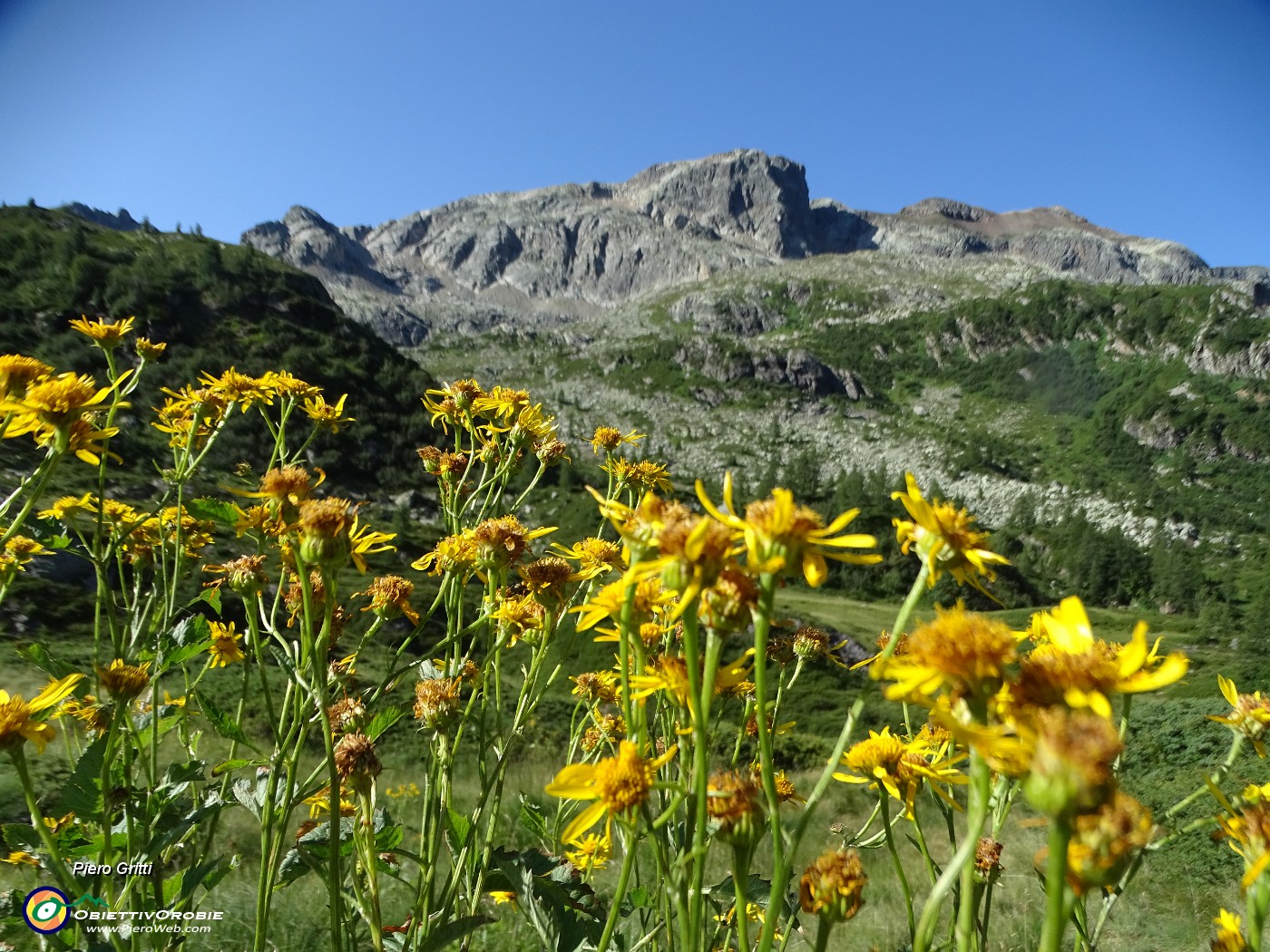 10 Fiori di senecio con vista in Cabianca.JPG